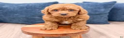 Miniature Poodle dogs for sale: Goldie - Ad 2