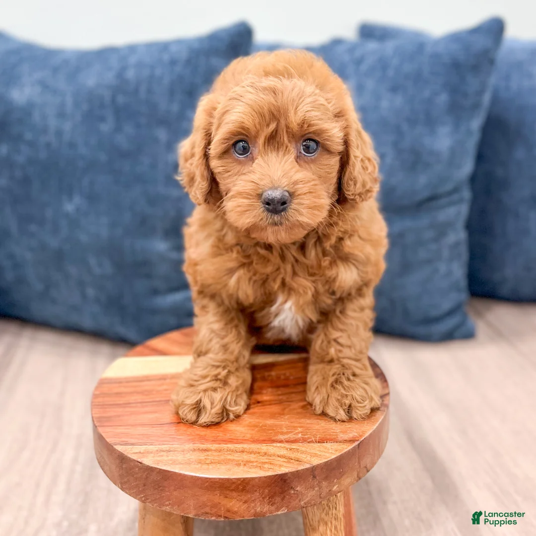Miniature Poodle dogs for sale: Goldie - Ad 2