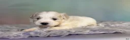 Schnoodle dogs for sale: Pongo - Ad 6