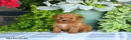 Mini Goldendoodle dogs for sale: Kelsie - Ad 4