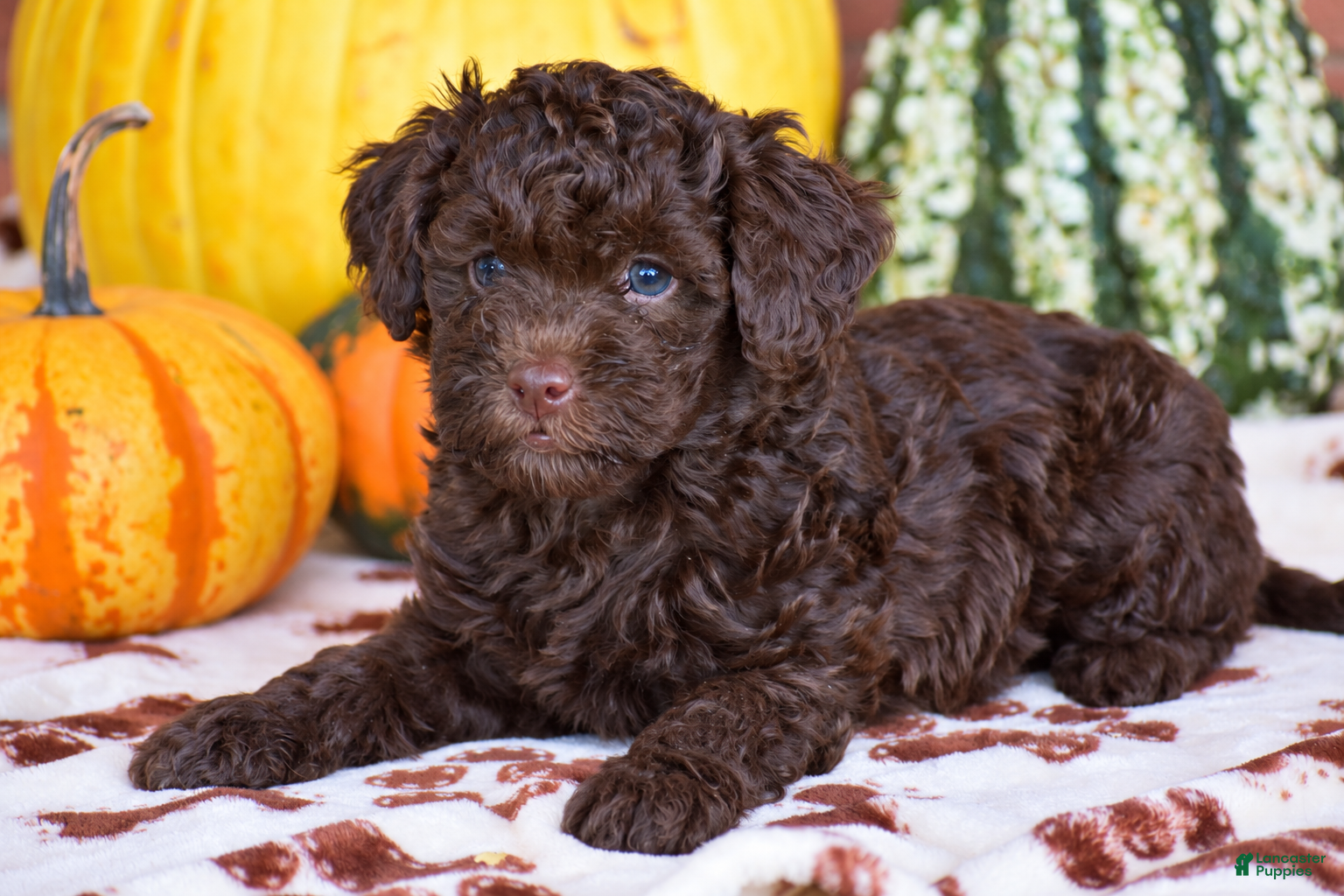 Havapoo dogs for sale: Duke - Ad 1