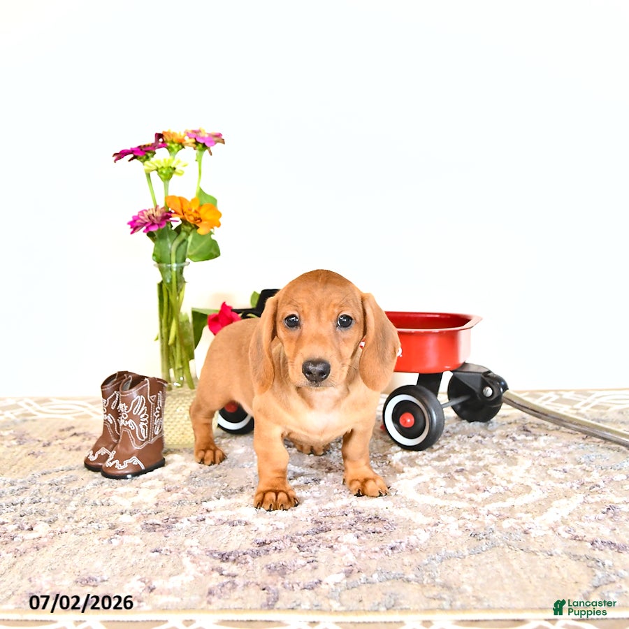 Miniature Dachshund dogs Sally - Ad 2