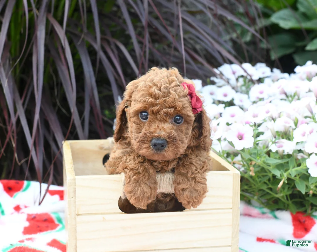 Miniature Poodle dogs for sale: Brittany - Ad 7