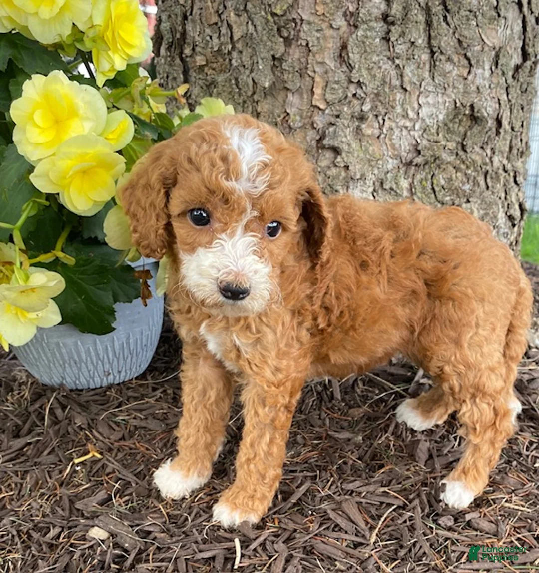 Mini Goldendoodle dogs for sale: Daisy- mini/petite - Ad 5