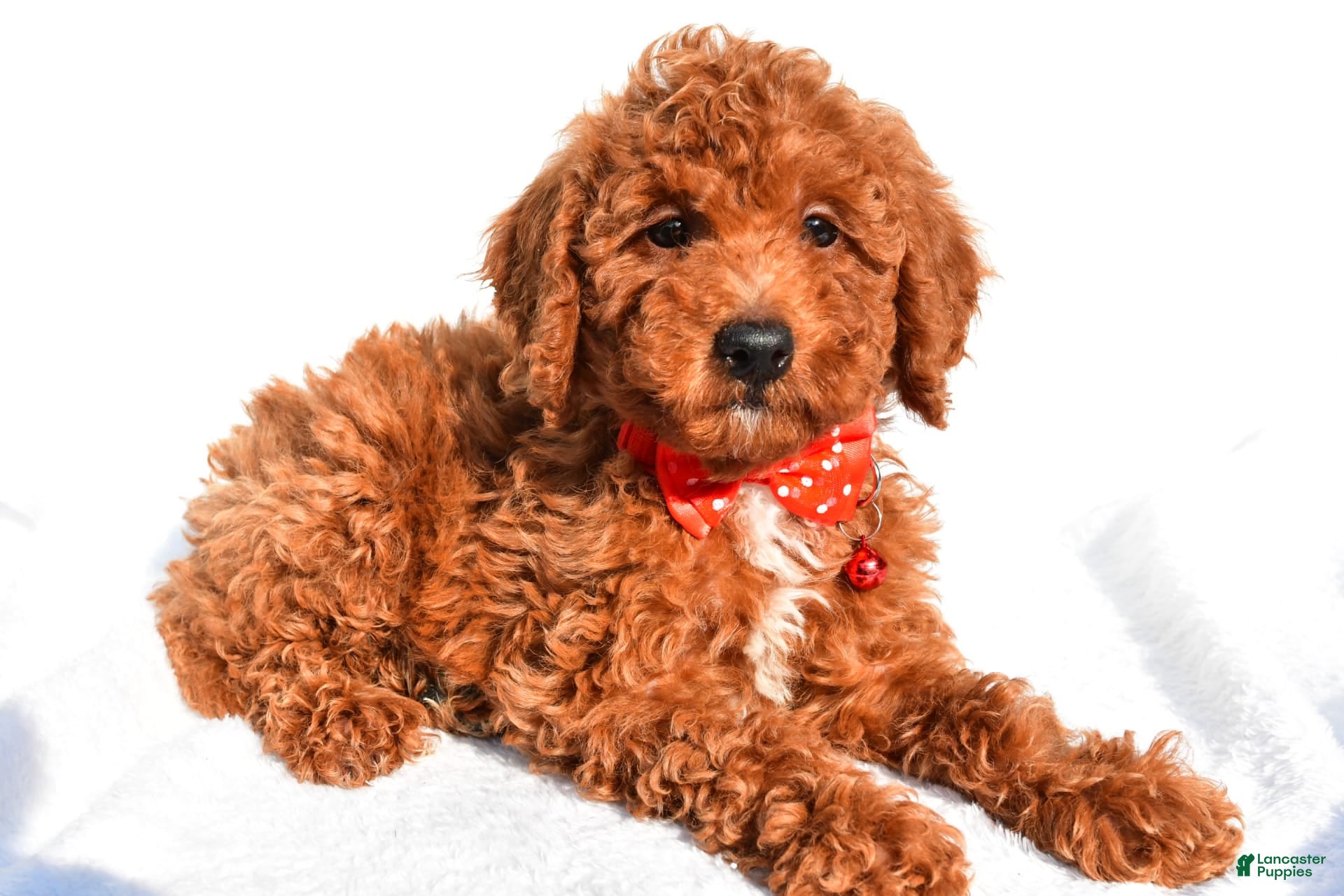 Miniature Poodle dogs for sale: Odell - Ad 2