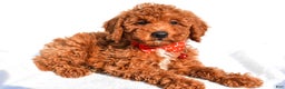 Miniature Poodle dogs for sale: Odell - Ad 1