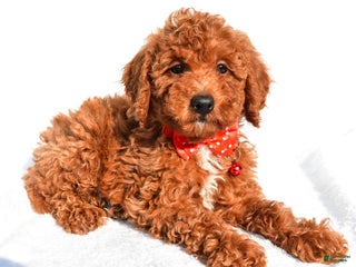 Miniature Poodle dogs for sale: Odell - Ad 1