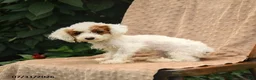 Toy Poodle dogs for sale: Meringue - Ad 3