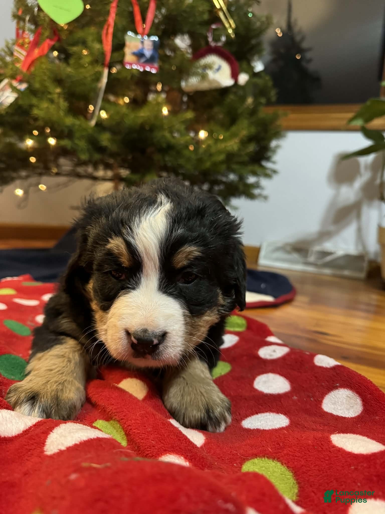 Bernese Mountain Dog dogs Holly - Ad 36