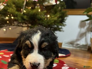 Bernese Mountain Dog dogs Holly - Ad 36