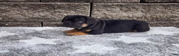 French Bulldog dogs for sale: Logan - Ad 5