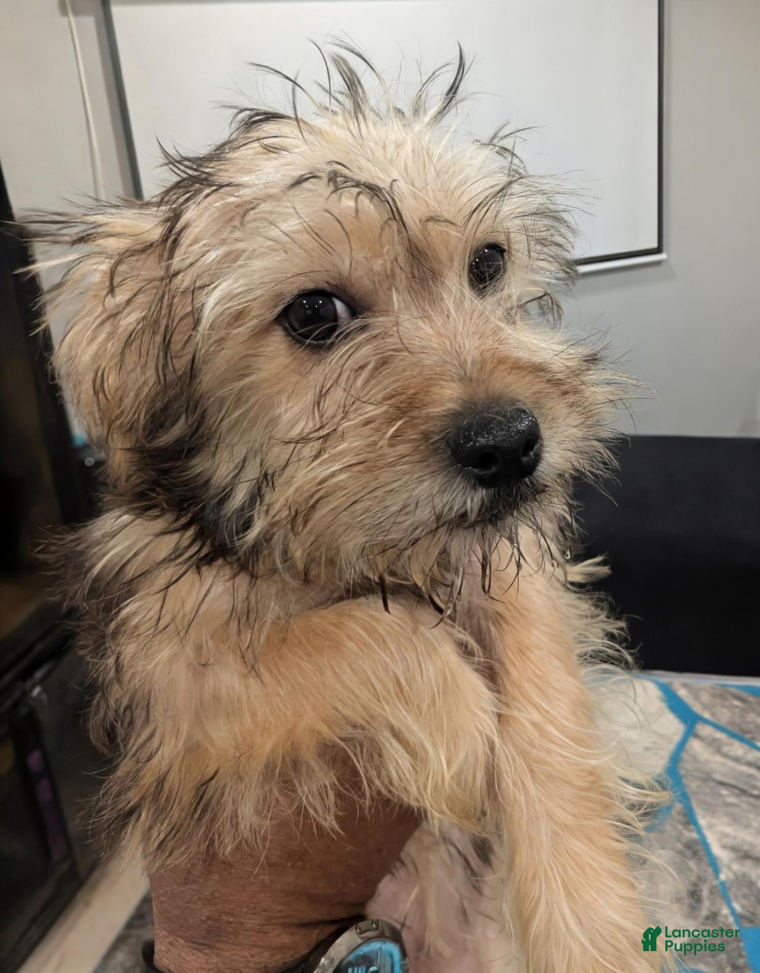 Mixed Breed dogs for sale: Teapea  - Ad 11