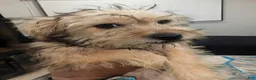 Mixed Breed dogs for sale: Teapea  - Ad 1
