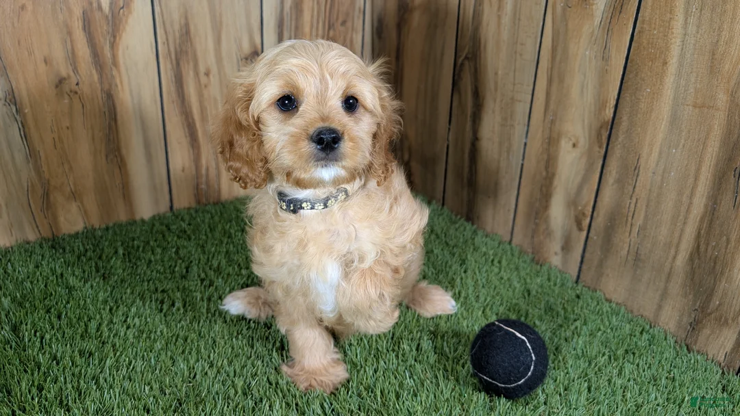 Cavapoo dogs for sale: Kellee Boy 2 - Ad 1