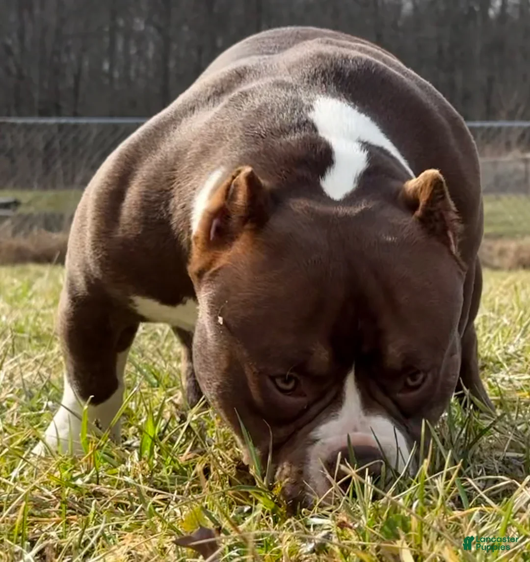 American Bully dogs for sale: Chocolate Po - Ad 1