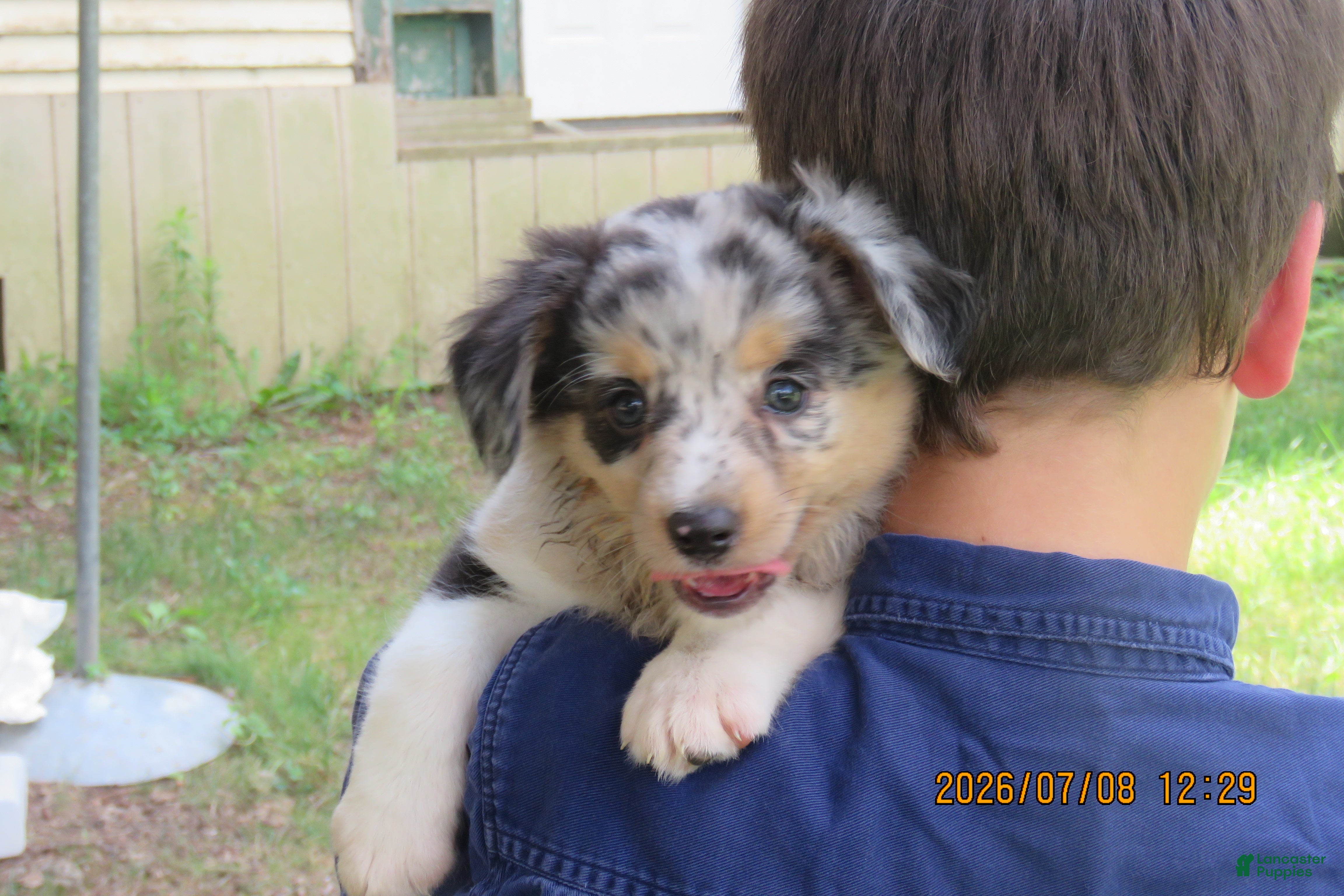 Miniature Australian Shepherd dogs Sweetie - Ad 1