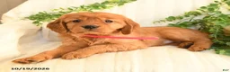 Miniature Golden Retriever dogs for sale: Marcie - Ad 3
