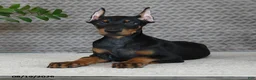 Doberman Pinscher dogs for sale: Oakley - Ad 3