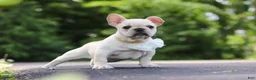French Bulldog dogs for sale: Allie - Ad 10