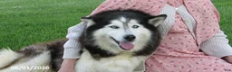 Siberian Husky dogs for sale: Piper - Ad 5