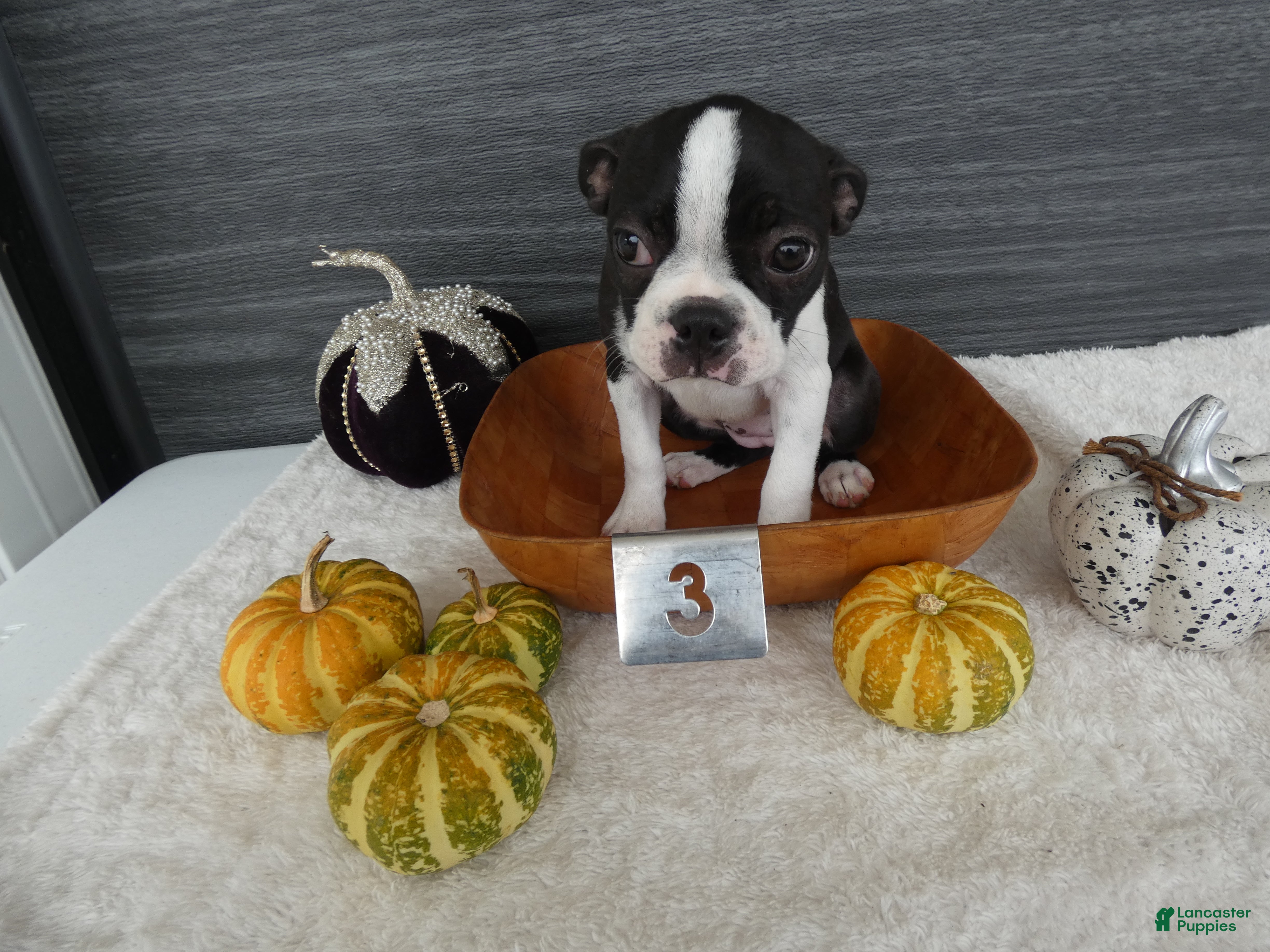 Boston Terrier dogs for sale: Boston Terrier 3 Stacy - Ad 32