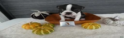 Boston Terrier dogs for sale: Boston Terrier 3 Stacy - Ad 4