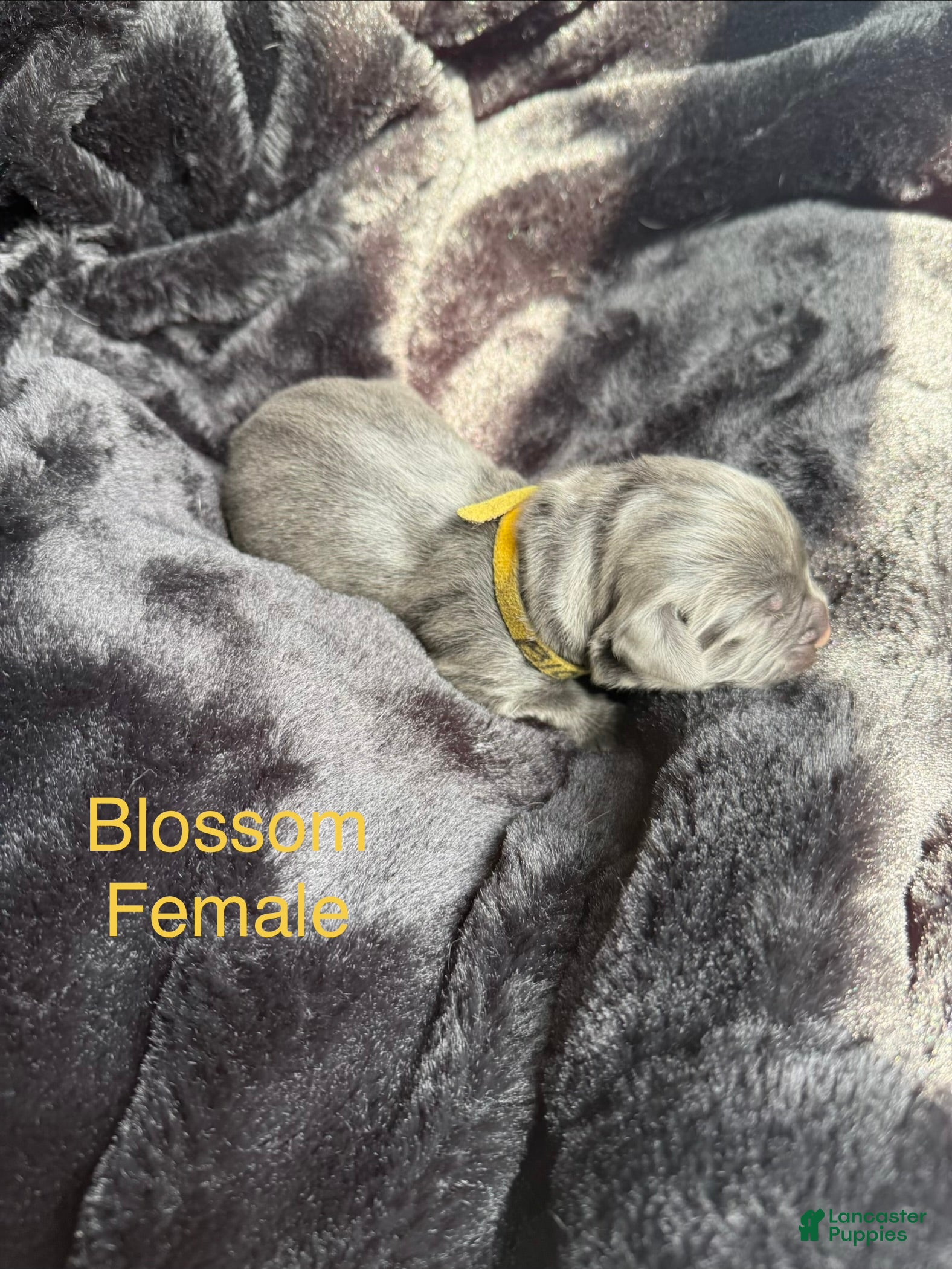 Newfoundland dogs Blossom - Ad 19