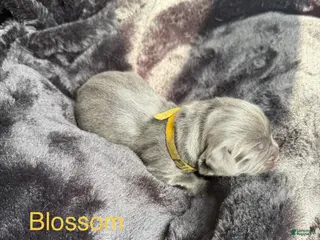 Newfoundland dogs Blossom - Ad 22