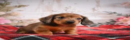 Miniature Dachshund dogs for sale: AKC-Edison - Ad 5