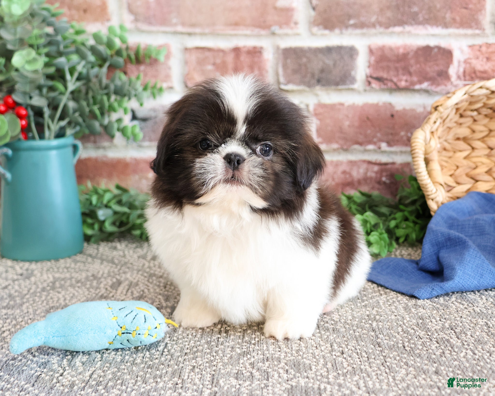 Shih Tzu dogs Aztec - Ad 42