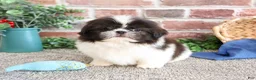 Shih Tzu dogs for sale: Aztec - Ad 1