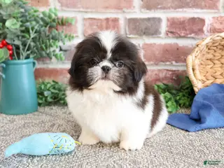 Shih Tzu dogs Aztec - Ad 42