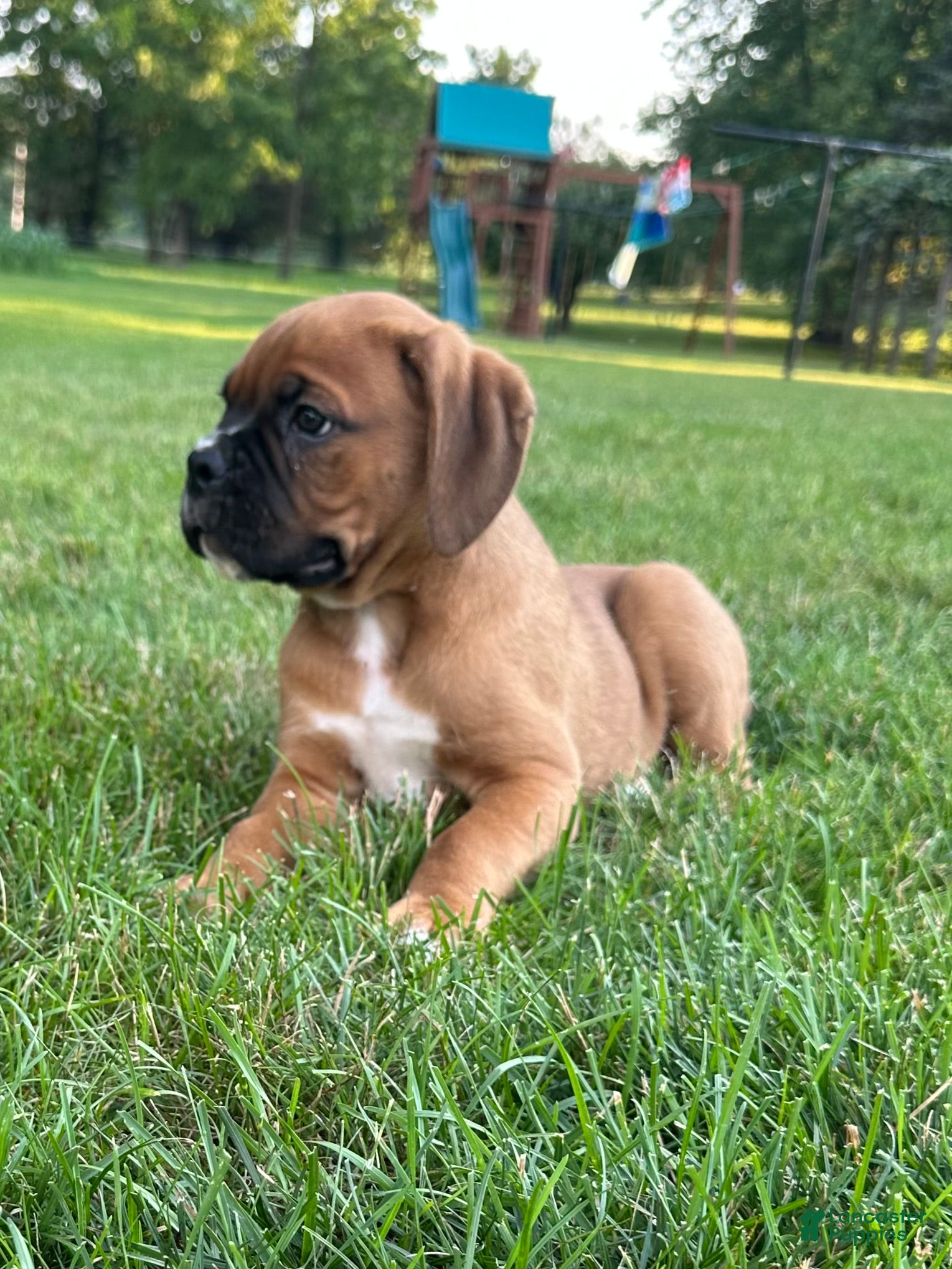 Boxer dogs Boxer 1 - Ad 1