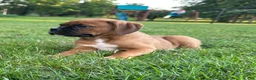 Boxer dogs for sale: Boxer 1 - Ad 1