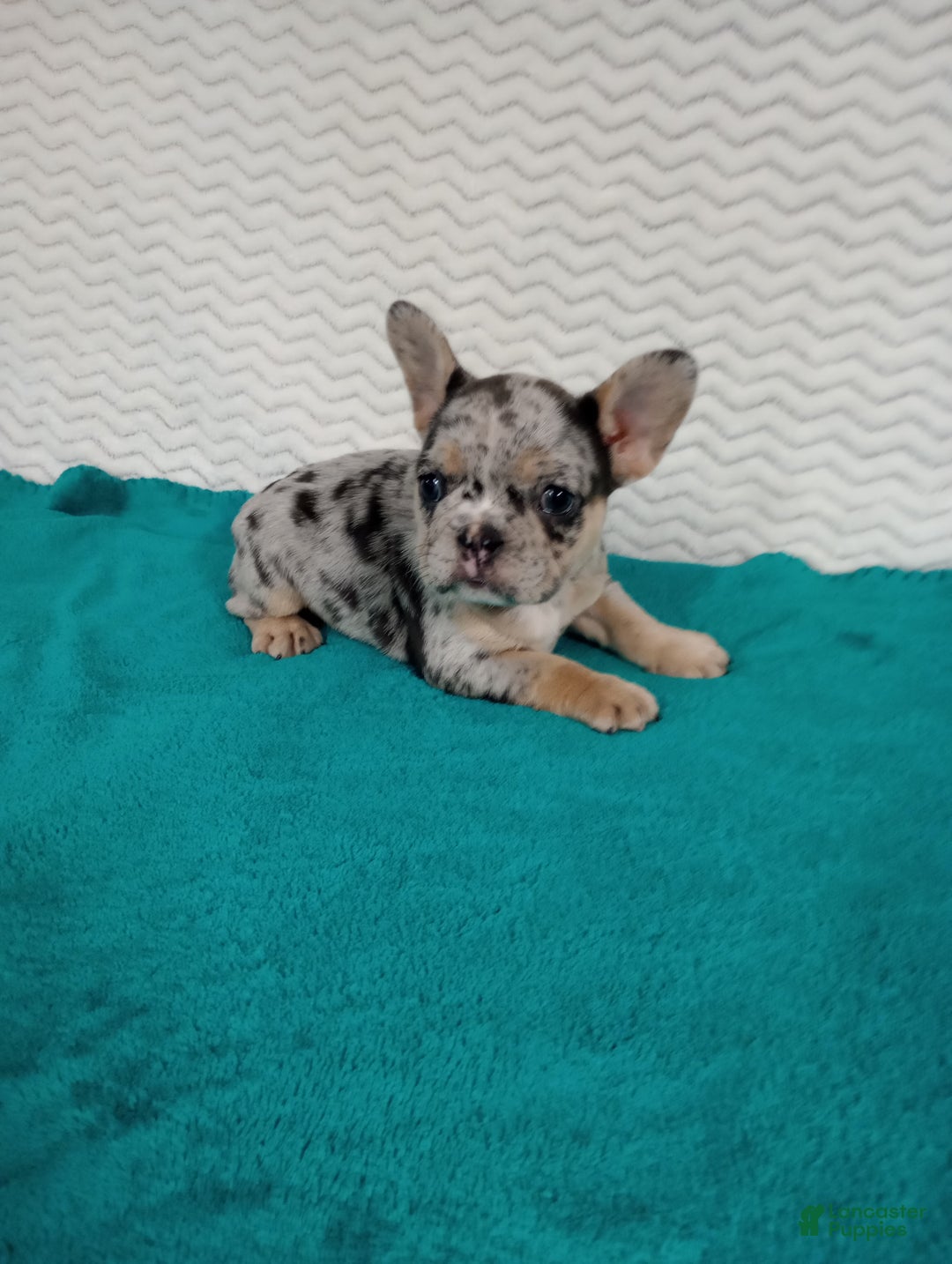 French Bulldog dogs for sale: Holly  - Ad 1