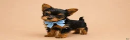 Yorkshire Terrier dogs for sale: Tom - Ad 4