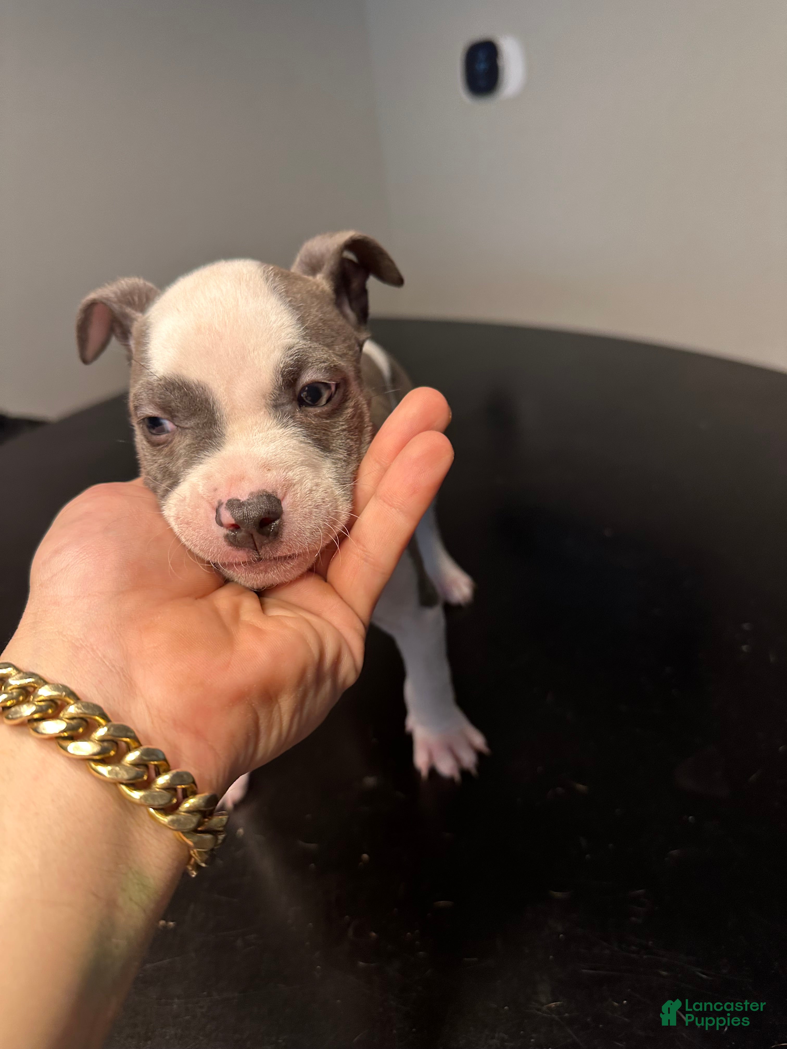 American Staffordshire Terrier dogs American Staffordshire Terrier Puppy 1 - Ad 3