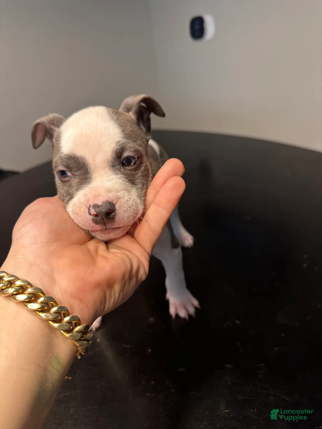 American Staffordshire Terrier dogs for sale: American Staffordshire Terrier Puppy 1 - Ad 1