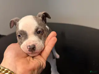 American Staffordshire Terrier dogs American Staffordshire Terrier Puppy 1 - Ad 3