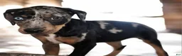Catahoula Leopard Dog dogs for sale: Jesse 2026 F4 - Ad 3