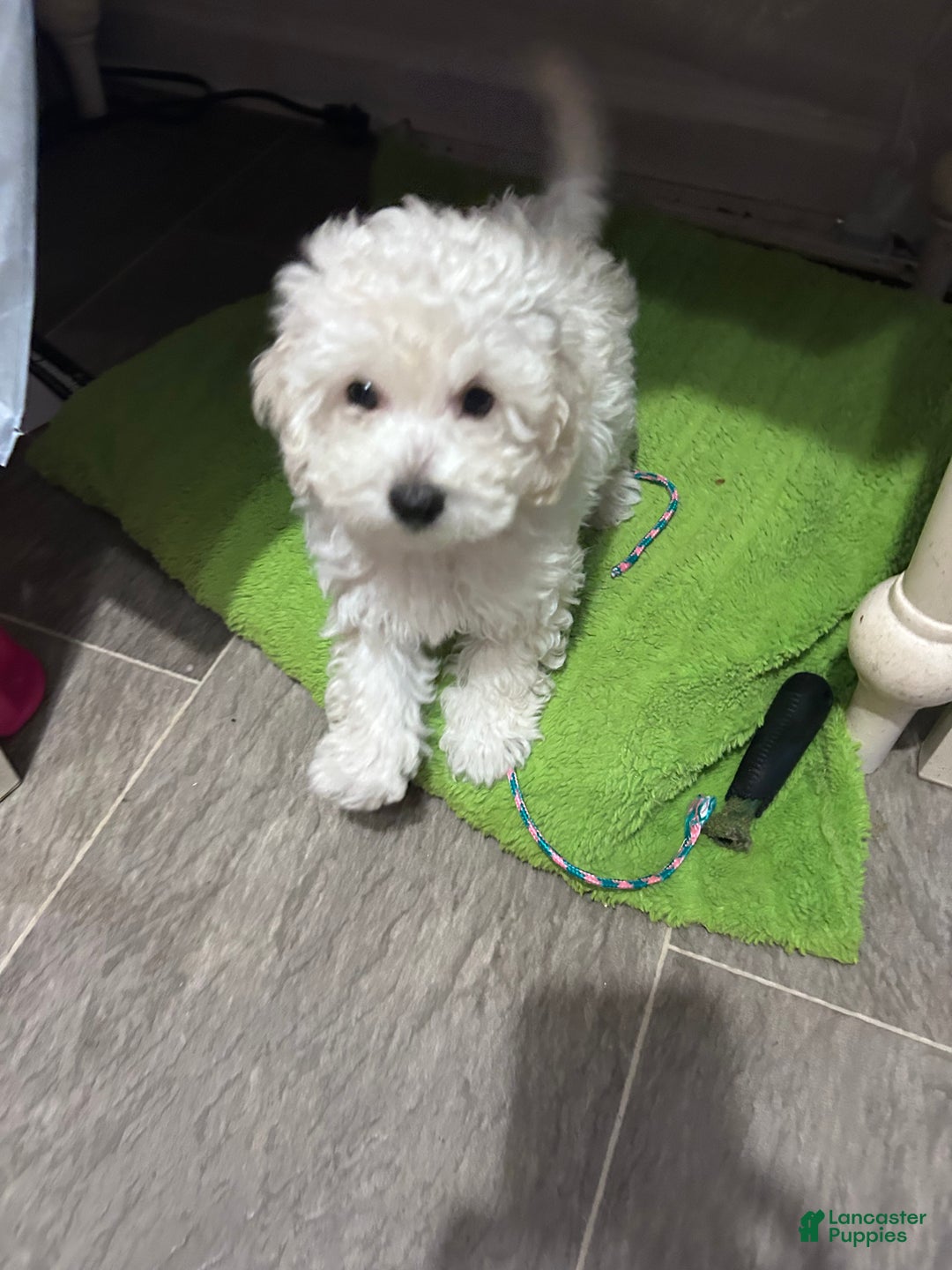 Chipoo dogs for sale: Butterball - Ad 3