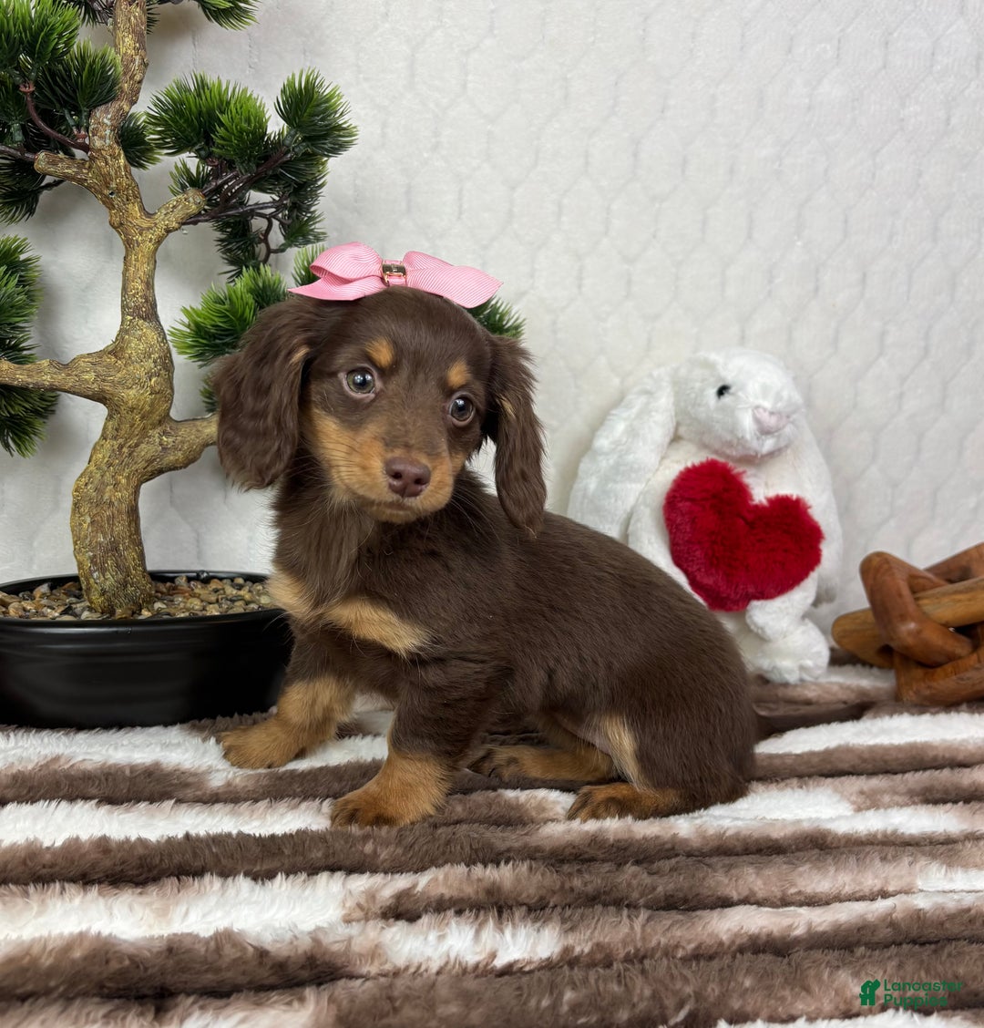 Miniature Dachshund dogs for sale: Daisy  - Ad 3
