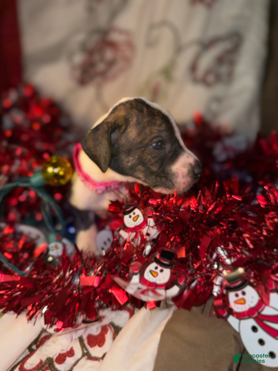 Great Dane dogs for sale: Hannah  - Ad 3