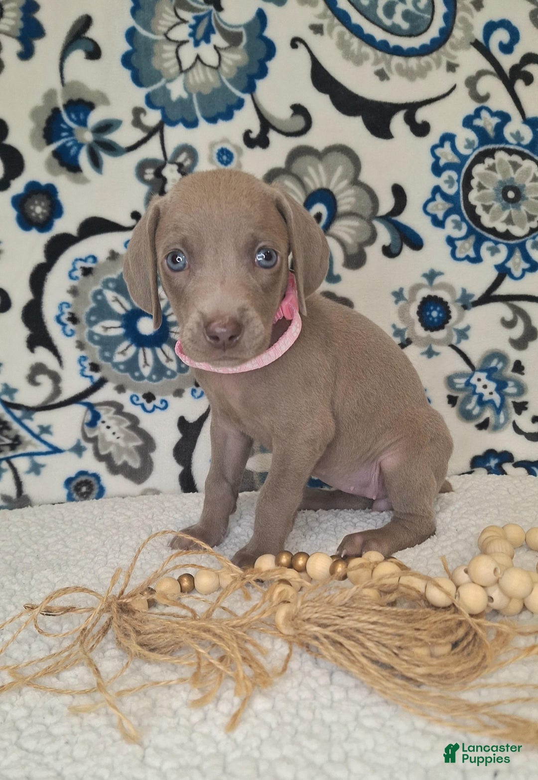 Weimaraner dogs for sale: Diamond - Ad 16