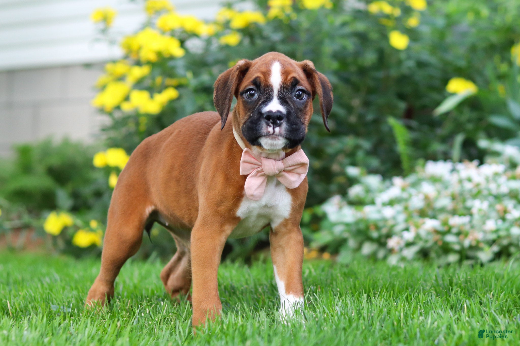 Boxer dogs Annie - Ad 2