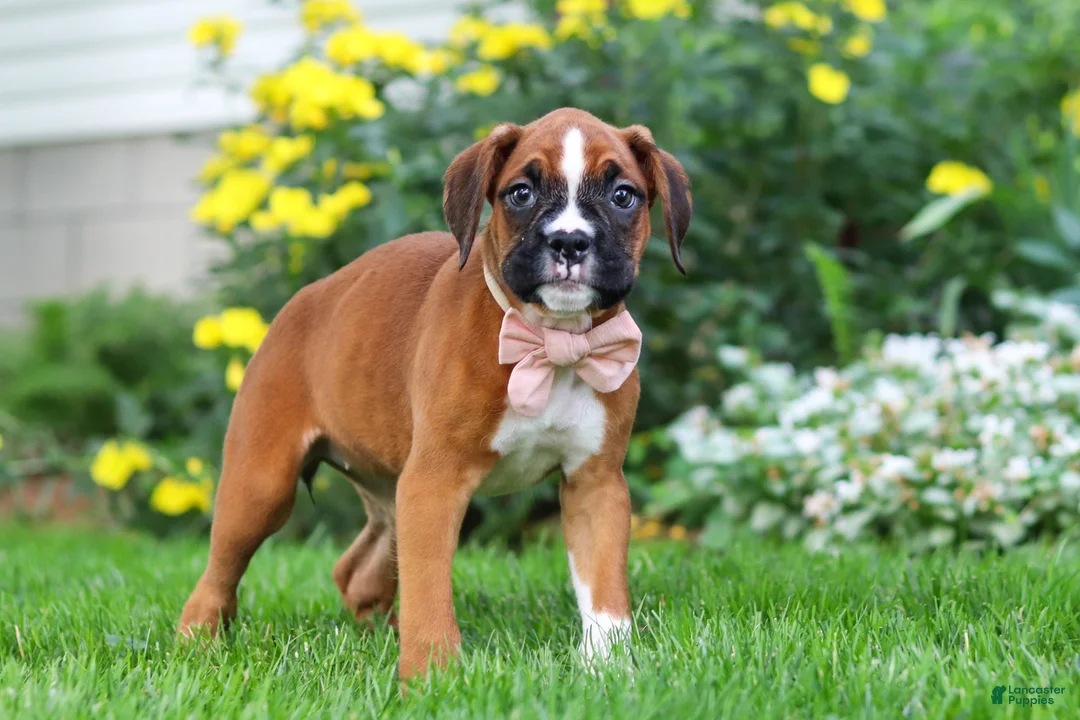 Boxer dogs for sale: Annie - Ad 2