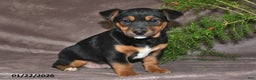 Mixed Breed dogs for sale: Spencer - Ad 3
