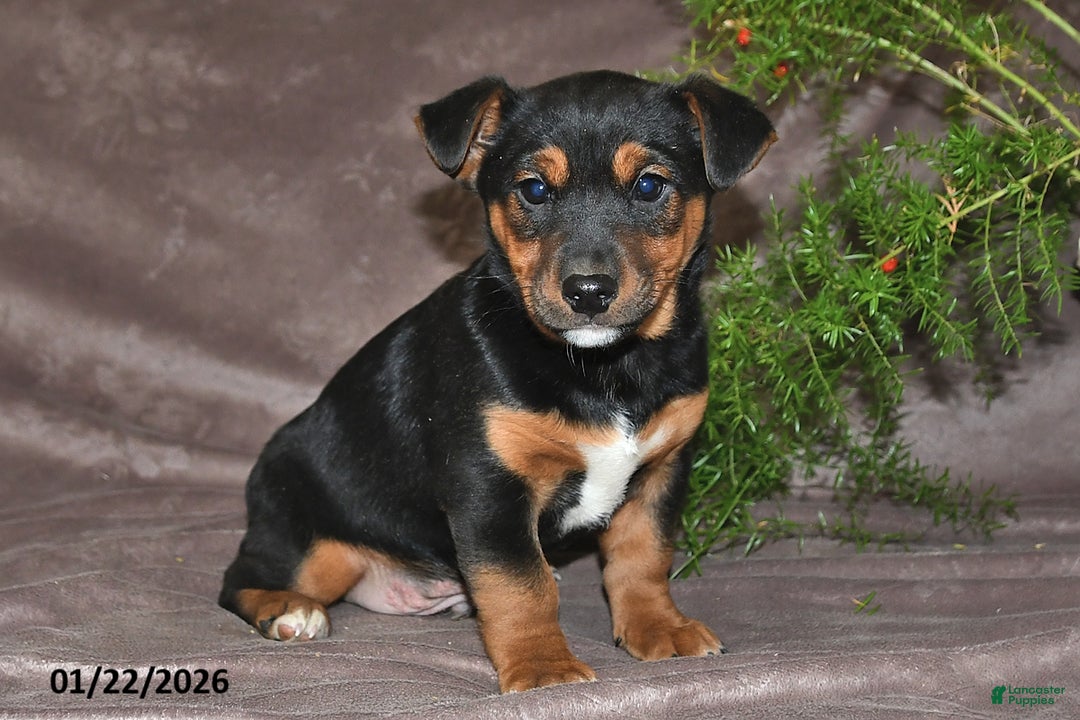 Mixed Breed dogs for sale: Spencer - Ad 3