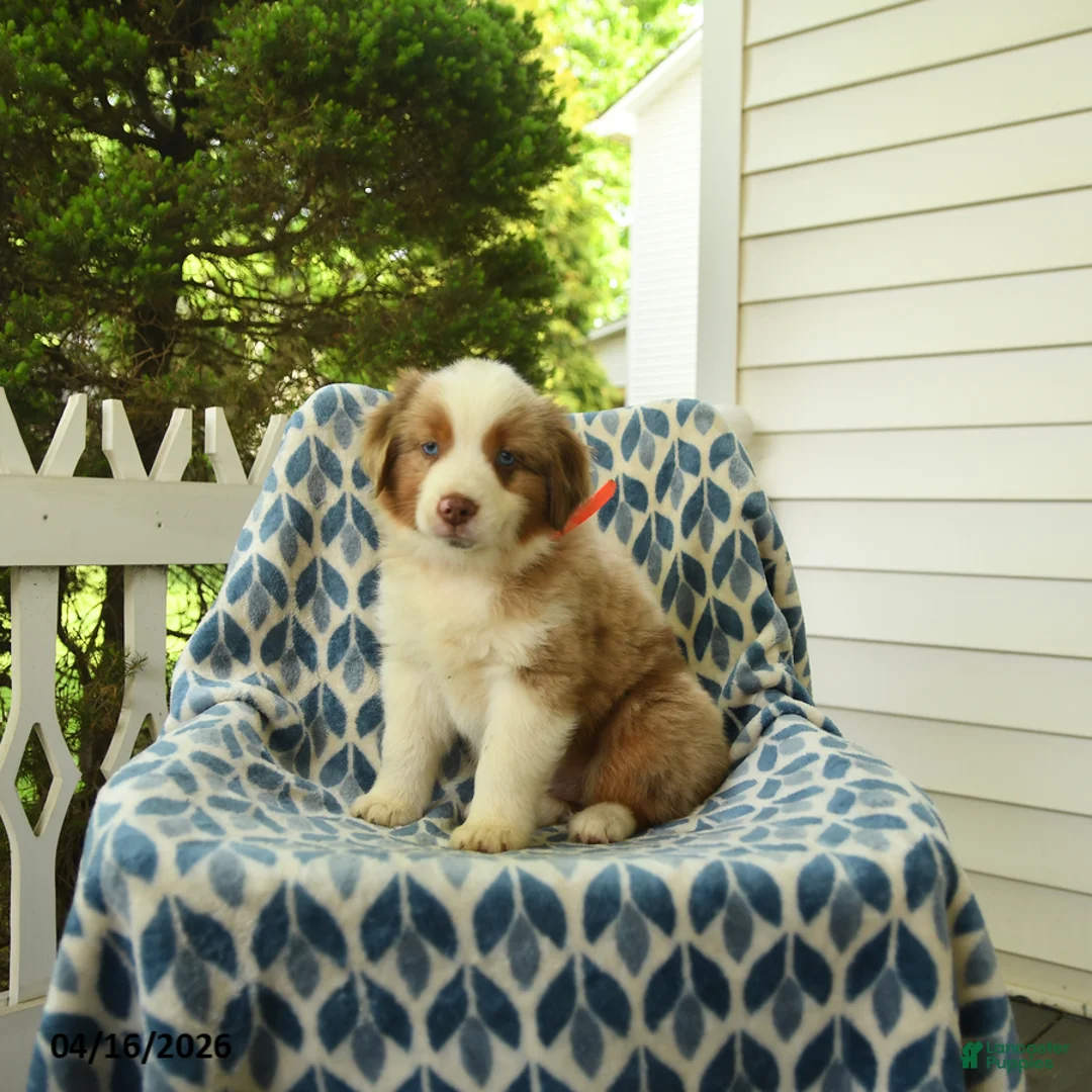 Miniature Australian Shepherd dogs for sale: Dune - Ad 5