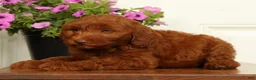 Mini Goldendoodle dogs for sale: Holly - Ad 8